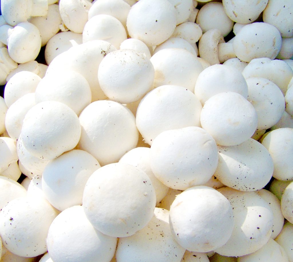 types of mushrooms: white button