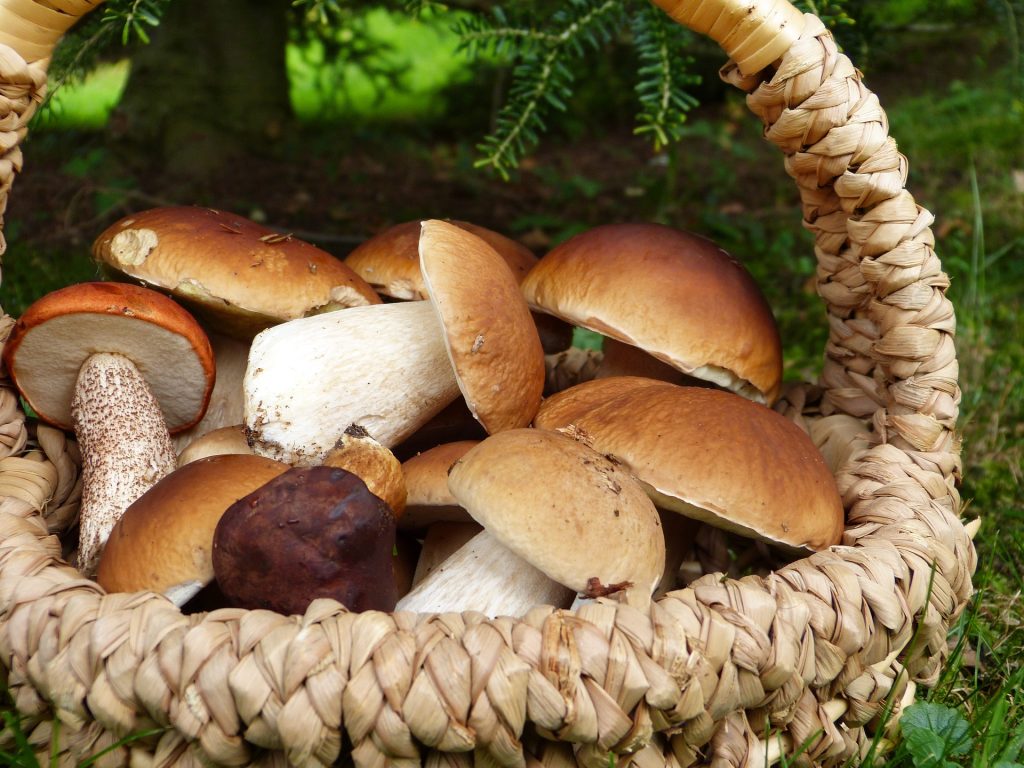types of mushrooms: porcini