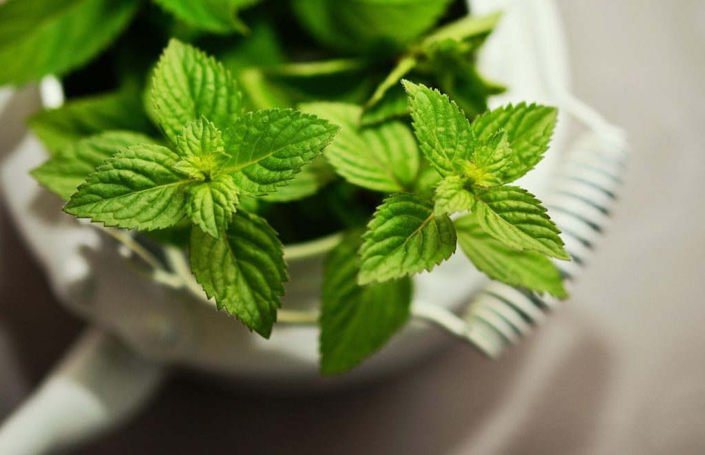 list of herbs: mint
