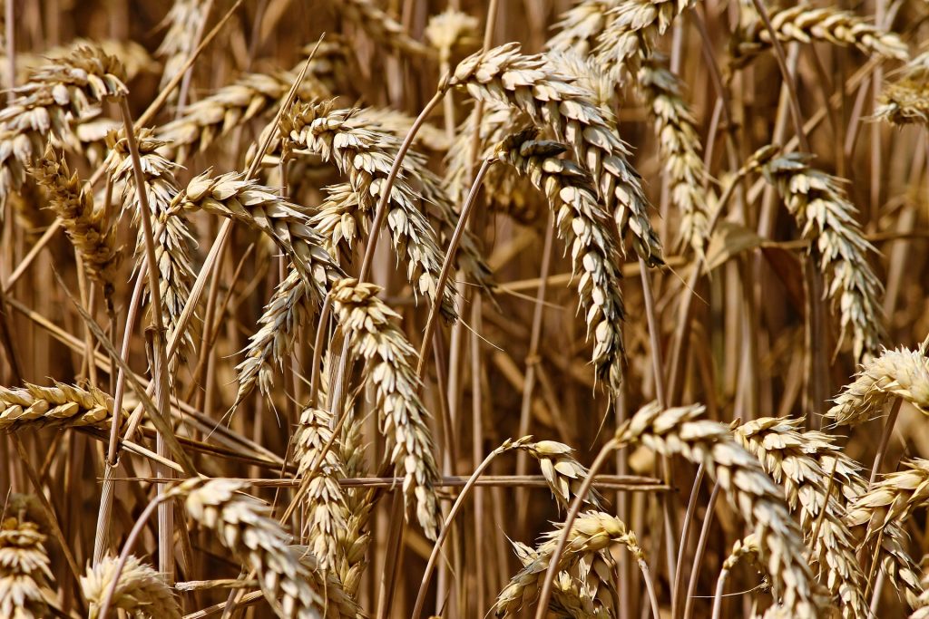 what is gluten? it's found in grains such as wheat