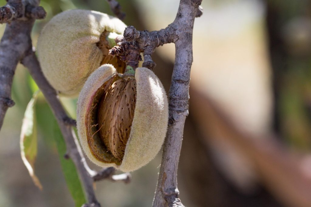 Benefits Of Oat Milk Vs Almond Milk: almond pod on a tree